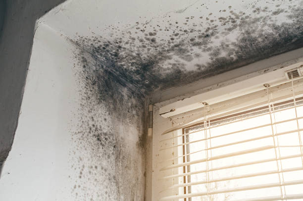 Affordable Mold Inspection And Testing solutions in Abingdon, IL